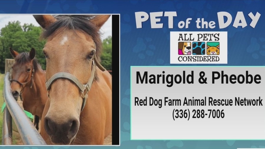 Pets of the Day: Marigold and Phoebe are ready for adventure