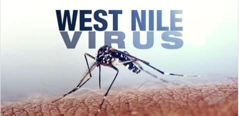 West Nile virus detected in Orleans Parish mosquitoes