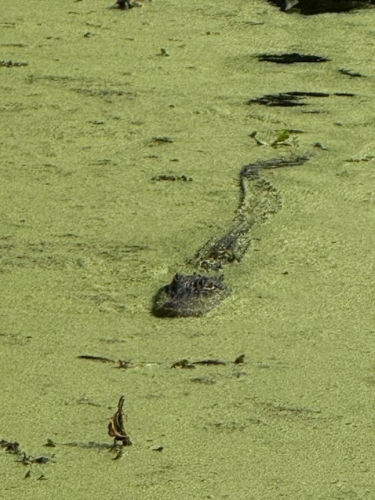 Woman fights off alligator to save dog in New Orleans' City Park