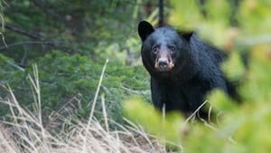Another bear sighting reported in the region; Officials share where it may be going