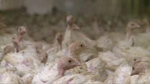‘That's a big number;' Almost 4 million new positive cases of bird flu in Miami Valley
