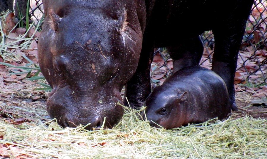 Montgomery Zoo announces birth of endangered Pygmy Hippo, Anuket