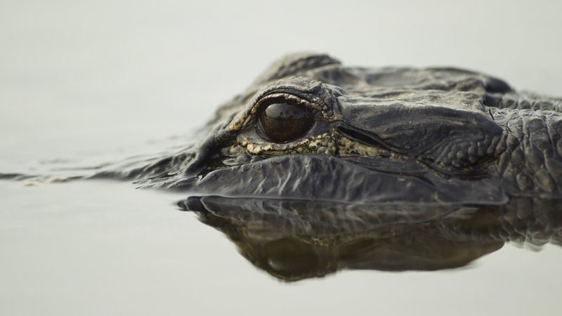 City of Huntsville provides public with information on recent uptick of alligator sightings