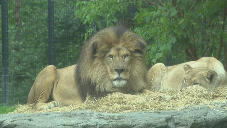 Blank Park Zoo breaks ground on roaring new lion conservation center