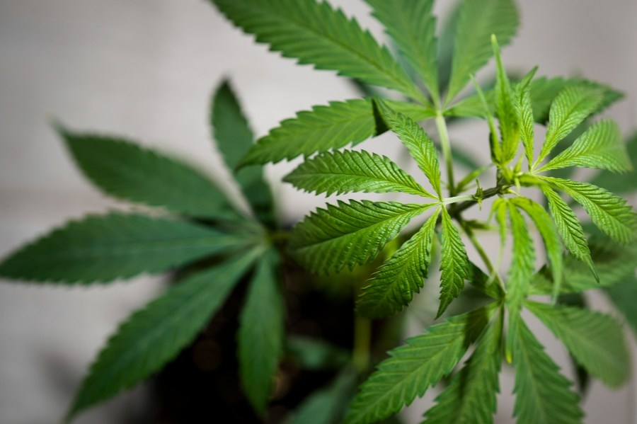 Marijuana products sold illegally at Lancaster County hemp shop lead to charges against owners, court docs show