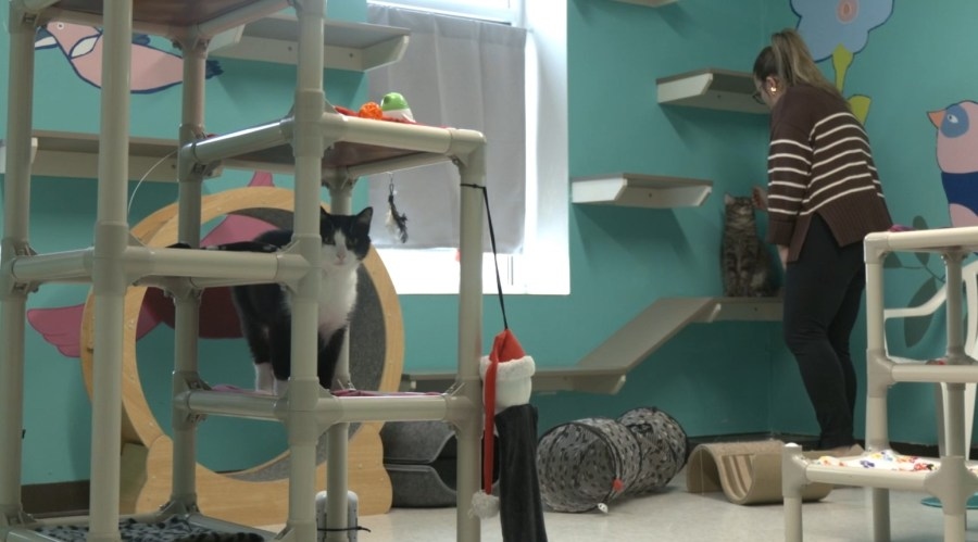 Spotlight on Broome County Humane Society