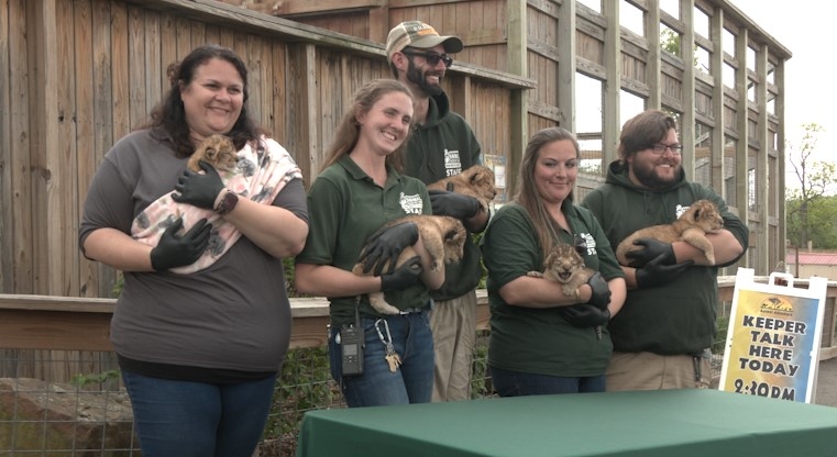 Animal Adventure welcomes five lion cubs