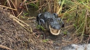 Georgia is gatorland too: State raises awareness about alligator population and safety
