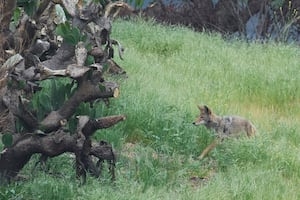 Atlantic Beach investigating multiple reports of a coyote attacking people