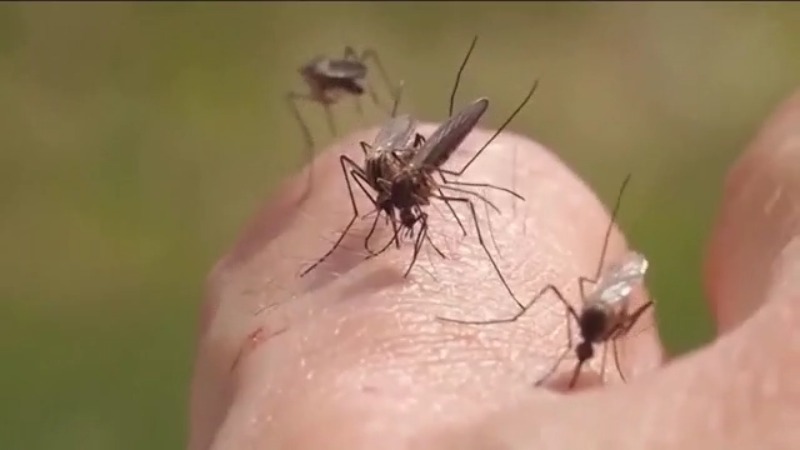 Mosquitoes and ticks on the rise in CSRA, doctors share protection tips