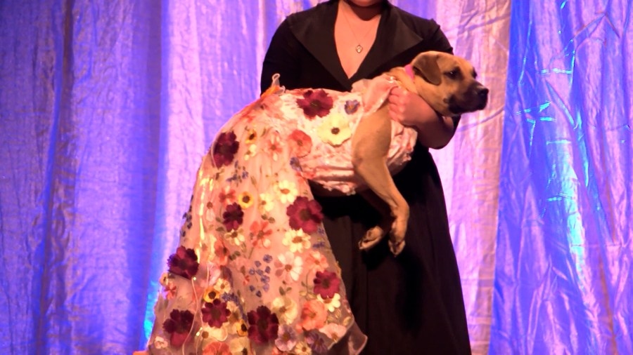 Shelter animals strut their stuff at Erie Humane Society's fourth annual Mutt Gala