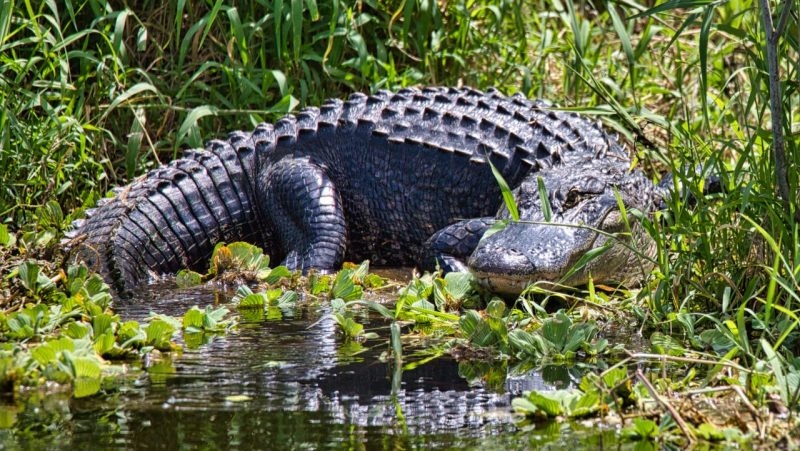 When will applications open for 2025 Public Waters alligator season in Mississippi?