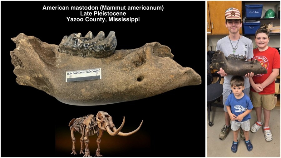 Fossil hunters discover American mastodon jaw in Yazoo County