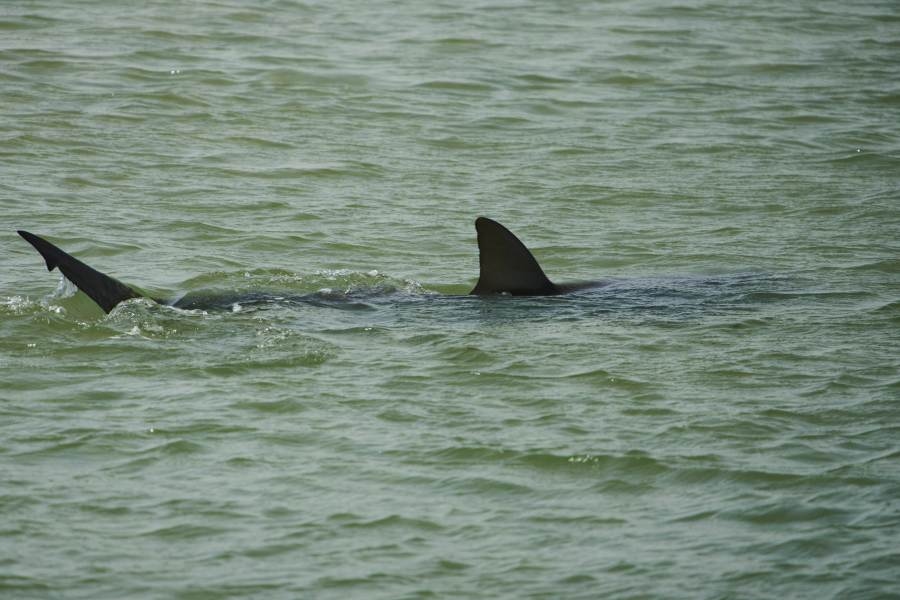 TRACKING: 500 lbs. shark ‘pings' close to shoreline