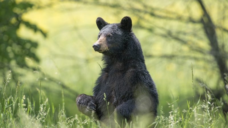 Local black bear being tracked by ODNR
