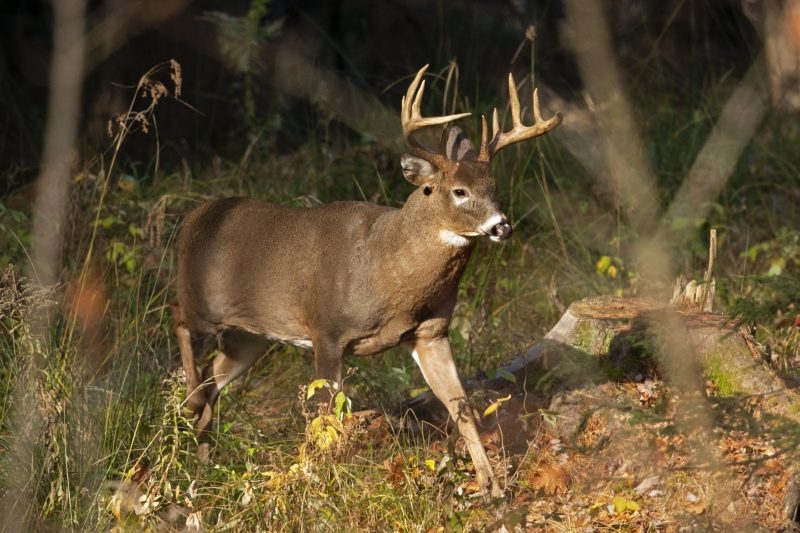 Deer poachers ordered to pay nearly $120,000, issued worldwide hunting bans