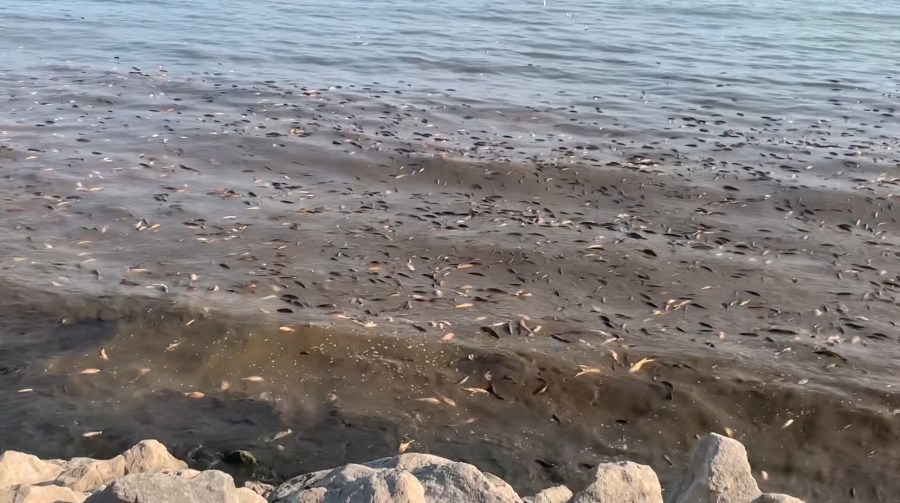 Thousands of dead fish wash up on Sims Park beach in Euclid