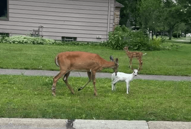 Rare white fawn spotted in North Olmsted