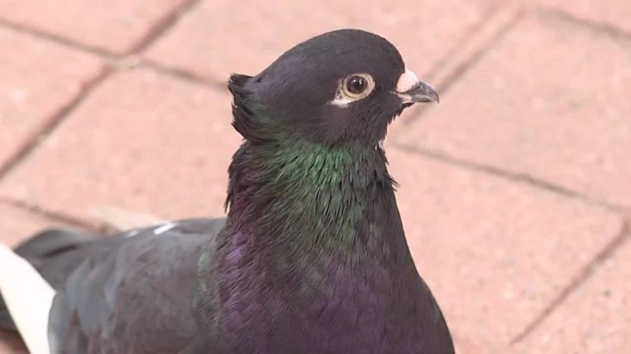 Community builds new home for mysterious rare bird residing in Kent