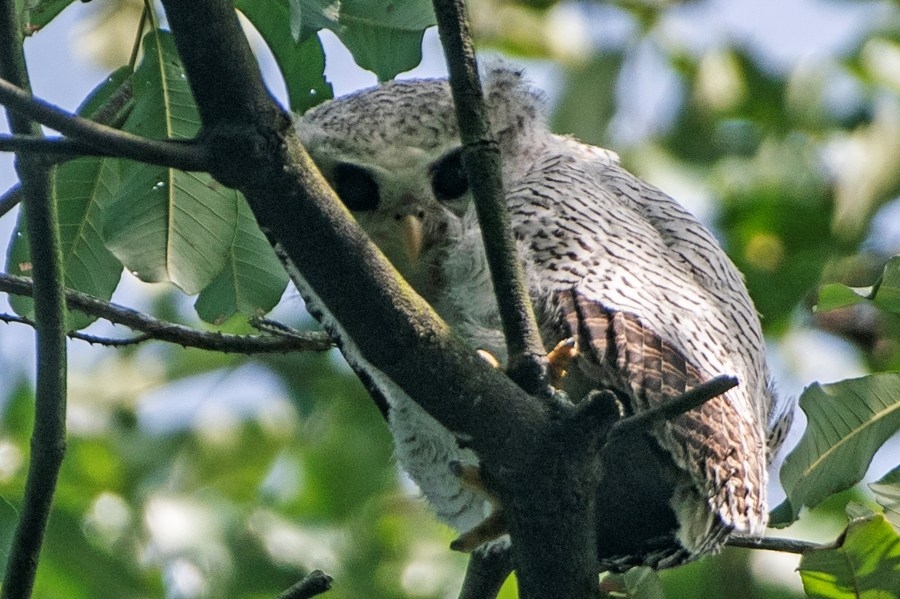 Hissing owls heard in Ohio: Here's what it means