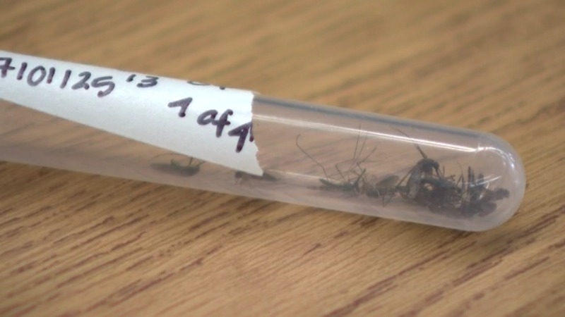 West Nile virus confirmed in local mosquitoes ahead of Fourth of July holiday