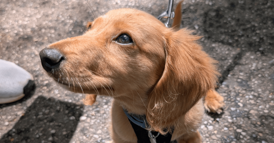 Northeast Ohio Dachshund Picnic returns full of cute pups
