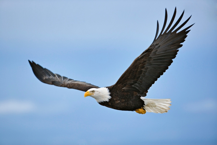 91-year-old North Carolina man fined $9,500 for killing bald eagle: DOJ