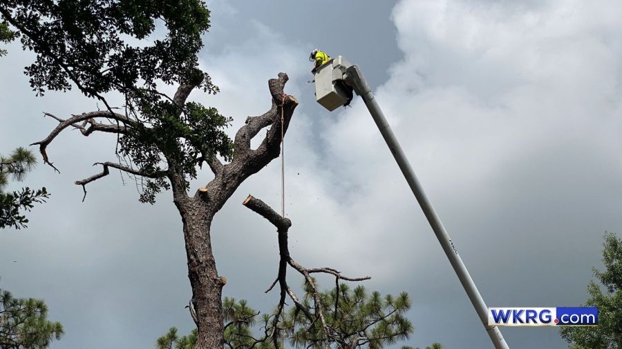 Foley saves $300K with new Urban Forestry Unit — how it's preventing danger in the city