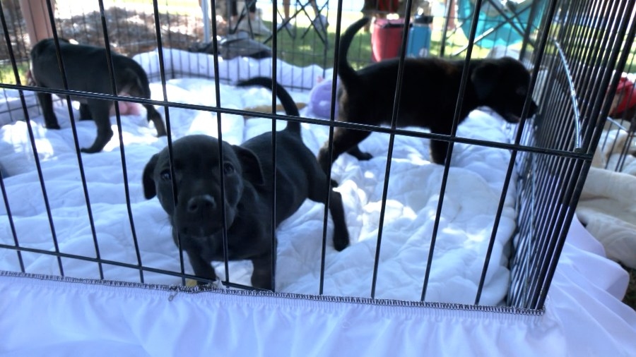 ‘Bark in the Park' returns to Panama City with fun, music, adoptions