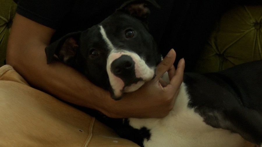 ‘Like he never left': Bloomington man reunites with dog months after disappearance