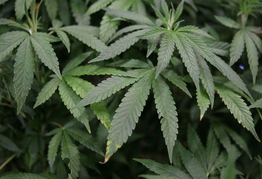 Illinois reports record-breaking cannabis sales in 2024