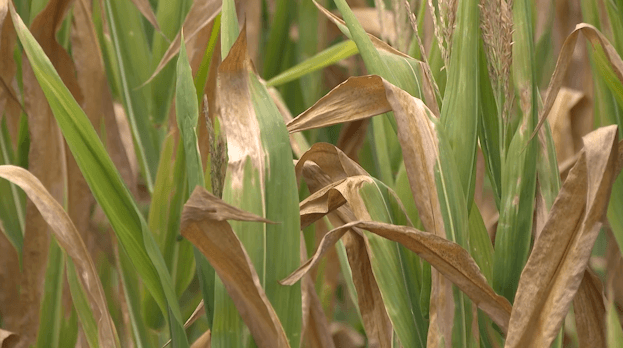 Disaster Crop Loss Program to impact Pitt County Farmers