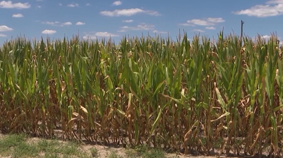 N.C. Cooperative Extension talks crop damages this summer