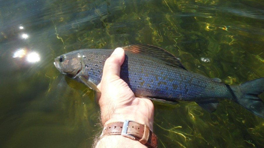 Michigan DNR working to bring back fish ‘lost' since 1930s