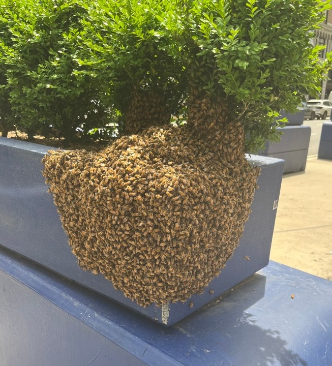 Bee colony spills out in Midtown South