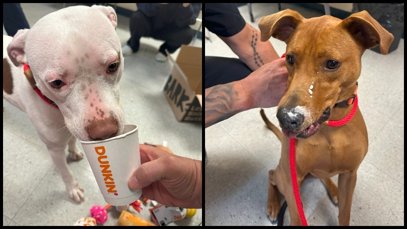 Dunkin' gives pup cups to dogs at Cranston Animal Shelter