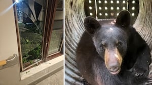 Bear breaks into Pittsburgh-area nursing home, gets into residents' beds