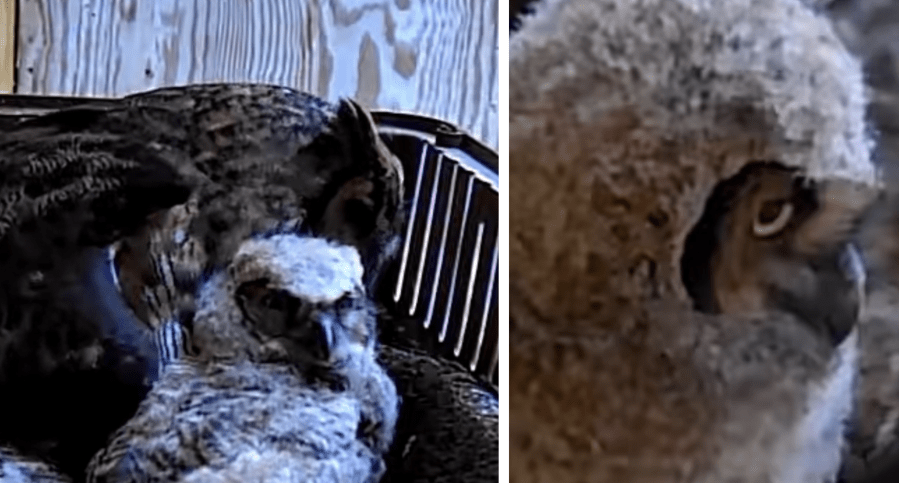 Auburn University Raptor Center's foster parents helping orphaned Owls return to wild