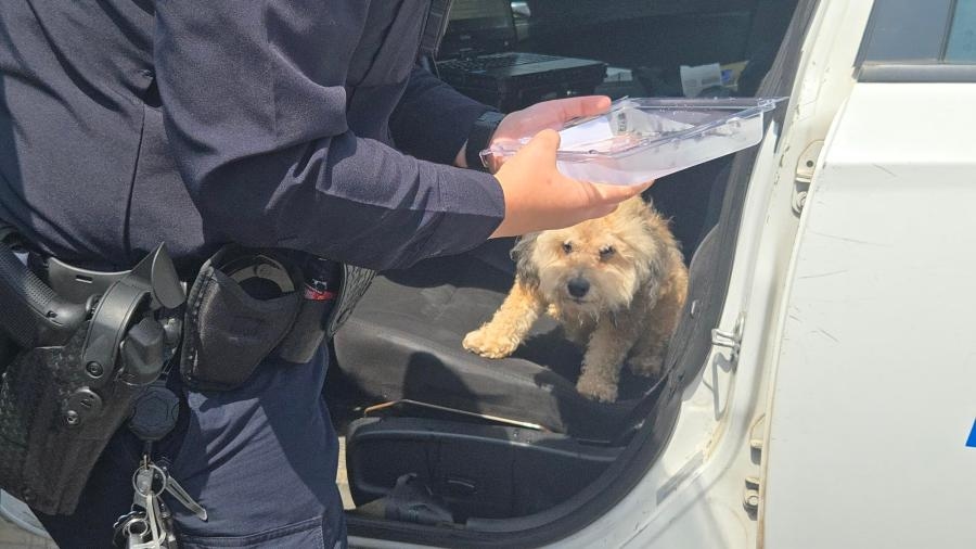 Dog left in hot SUV sparks outrage in Memphis parking lot