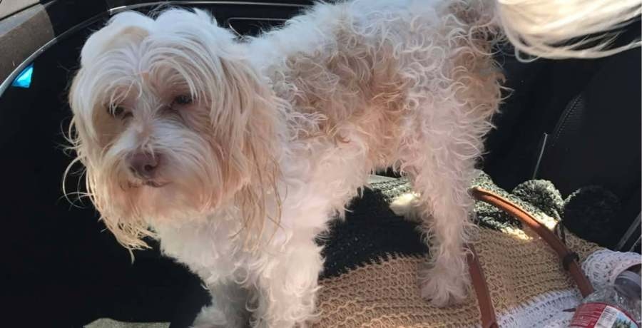 Midtown woman looking for dog taken by stranger during police call