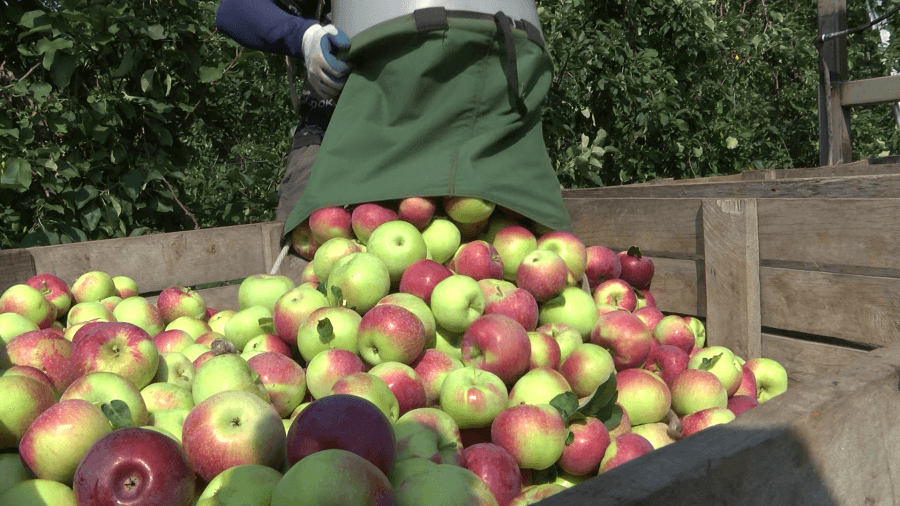 Rain and heat challenge apple season throughout WNY