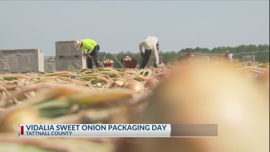 Vidalia Sweet Onions officially packaged, shipped to stores across the nation