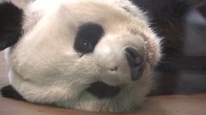 Could pandas be coming back to Zoo Atlanta? Maybe!