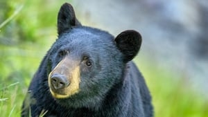 ‘Be Bearwise:' Black bears begin waking from hibernation, Georgia DNR says