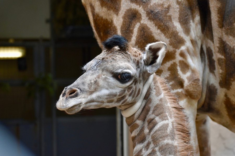 It's a boy! Greenville zoo announces birth of giraffe calf