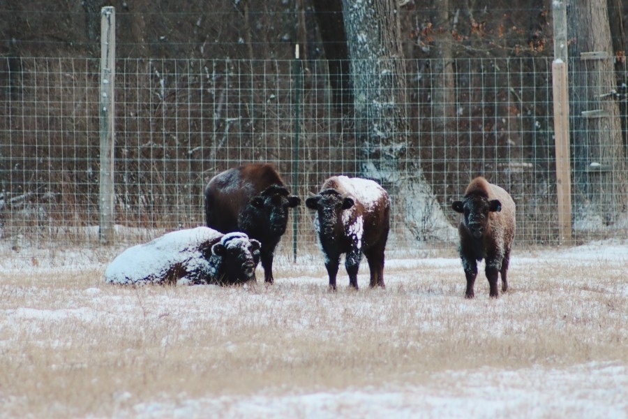 Four bison arrive at Somerset conservation center