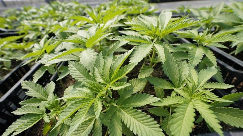 Pennsylvania Senate fails marijuana bill, a look back at the drug's legislative history