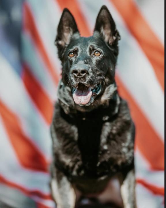 ‘My partner, my shadow:' Glastonbury police announce K9's diagnosis, retirement
