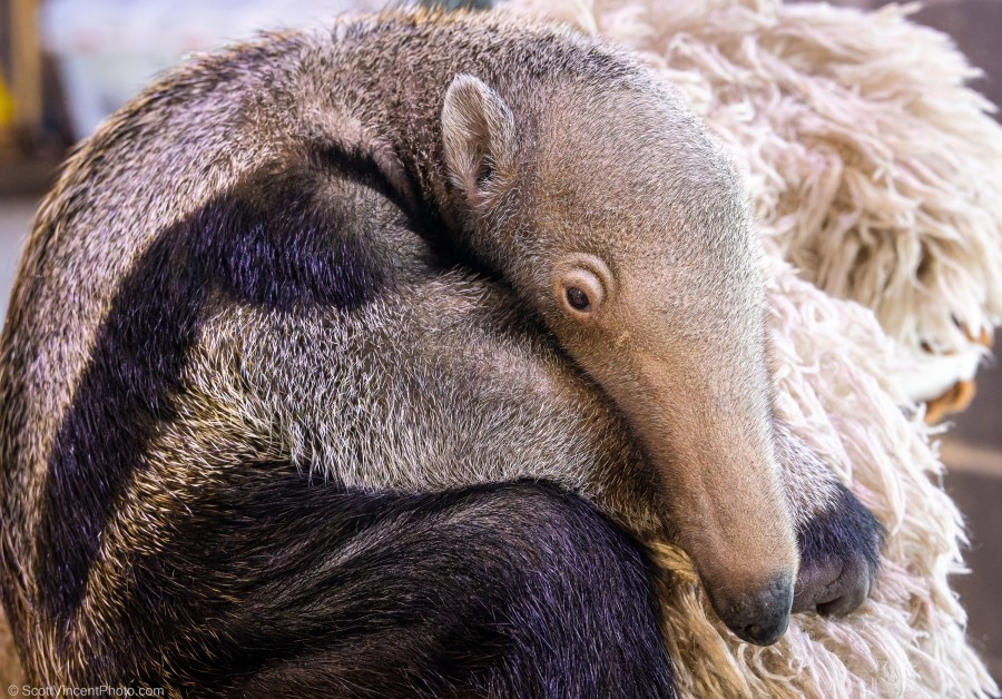 Help name the Beardsley Zoo's giant anteater baby