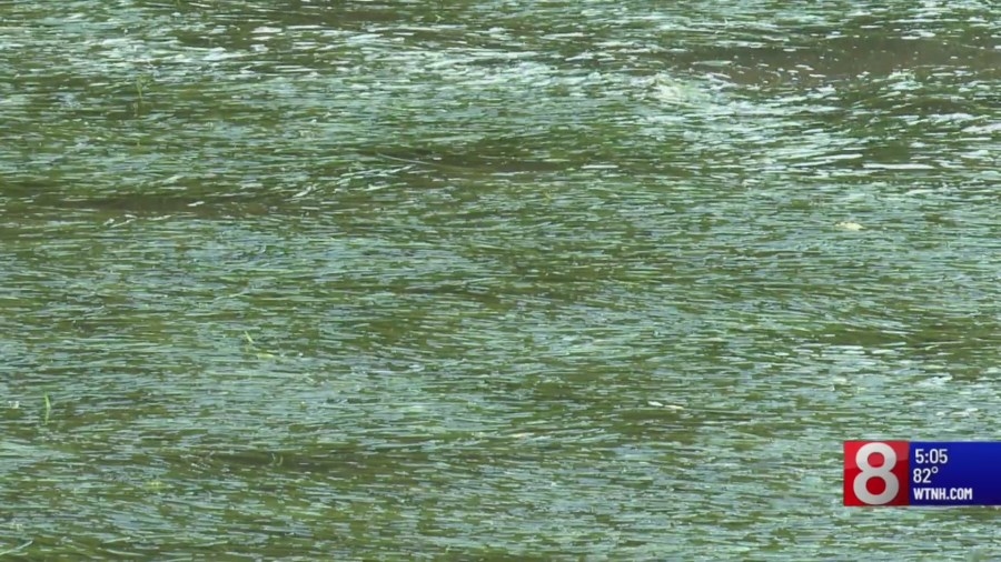 Connecticut leaders address use of controversial chemical diquat against hydrilla